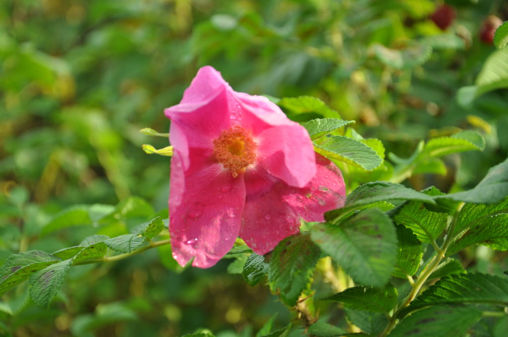 Dzika róża - kwiat