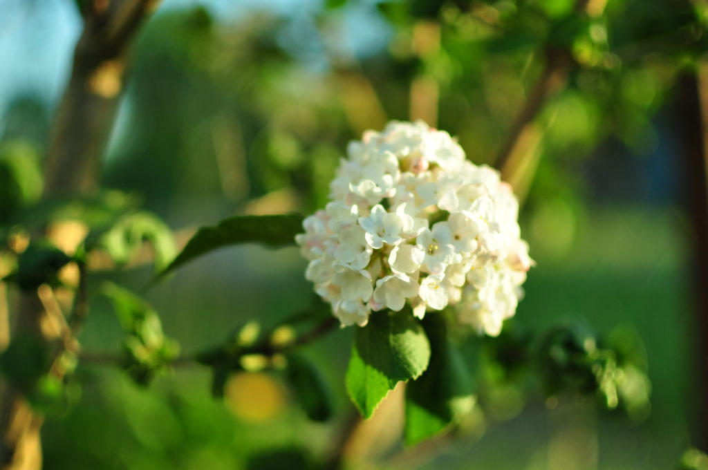 Kalina angielska - kwiaty