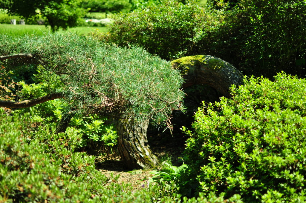 Wojsławice - arboretum - zakręcona sosna